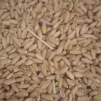 گندم .جو دیمی بذری درشت.