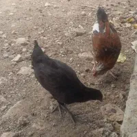 حراج جوجه محلی ۶ماهه فقط ۷۵۰