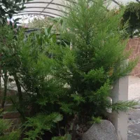 کاج لاوسون  و درختچه پالم