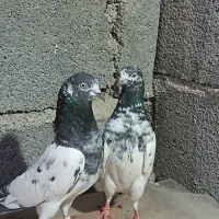 کفتر‌پاکستانی