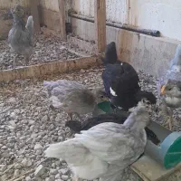 جوجه و مرغ و خروس گلین اصل|حیوانات مزرعه|مشهد, کوشش|دیوار