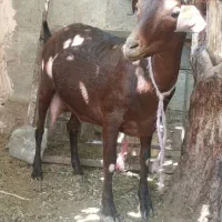 شیروماست بزمحلی