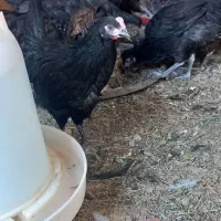 مرغ وخروس رسمی قلم سیاه نزدیک به تخم|حیوانات مزرعه|یزد, |دیوار