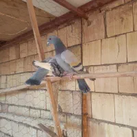 کبوتر پلاکی|پرنده|اشکذر, |دیوار