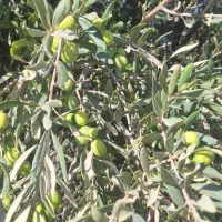 زیتون|عمدهفروشی|طارم (زنجان), |دیوار