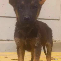 سگ ژرمن شیپرد جرمن کینگ سایز موکوتاه توله ( نر )