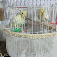 عروس هلندی|پرنده|مشهد, نیزه|دیوار