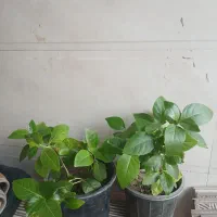 گل سنگاپوری