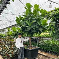 گیاهان اپارتمانی لوکس و مقاوم|گل و گیاه طبیعی|کن, |دیوار