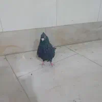 کبوتر نر آبادانی