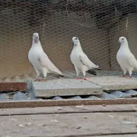 کبوتر پرشی ساعت بالا