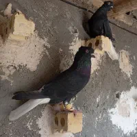 زاغ دم سفید