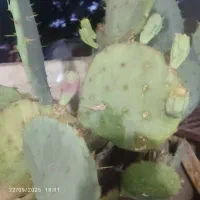 قلمه گل کاکتوس|گل و گیاه طبیعی|سبزوار, هویزه|دیوار