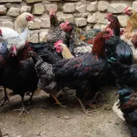 فروش جوجه خروس محلی