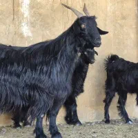 دو راس بز دوکهره ای  دوباره آبستن|حیوانات مزرعه|کوار, |دیوار