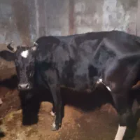 گاو با گوساله