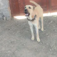 سگ خراسانی گلگی