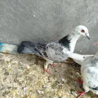 بزک سبز ماده