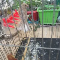 دو عدد قناری