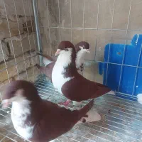 خوشرنگ سرخ|پرنده|الوند, |دیوار