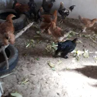 چند مرغ برهمایی وپاپری جهت فروش|حیوانات مزرعه|پاسارگاد, |دیوار