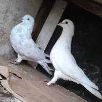 کبوتر|پرنده|رشت, جانبازان|دیوار