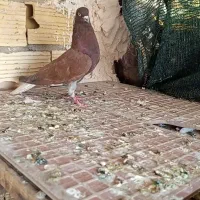 سرخ دم سفید پرشی