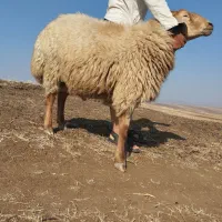 قوچ|حیوانات مزرعه|گرمی, |دیوار
