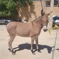 قاطر قودو|حیوانات مزرعه|لاران, |دیوار