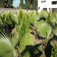 پالم و کامیس نوک دار داخل زمین یکجا فروخته میشود|گل و گیاه طبیعی|رودسر, |دیوار