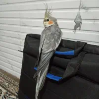 عروس هلندی