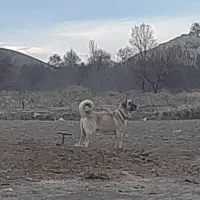 ماده عراقی ۳ساله|سگ|ابهر, |دیوار