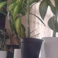 اجاره آپارتمان ۵۰ متری ۱ خوابه طبقه ۲ در اتابک