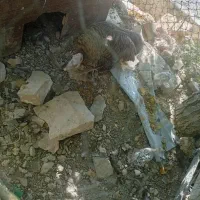 بوقلمون ماده