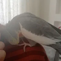 عروس هلندی سیامون نر