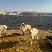 بره و شیشک فروشی سربیشه|حیوانات مزرعه|سربیشه, |دیوار