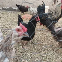 تخم نطفه دار