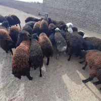 بره  چاق