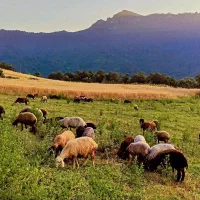 گوسفند فروشی