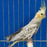 عروس هلندی مرواریدی نر مست|پرنده|شیراز, قلعه نو|دیوار