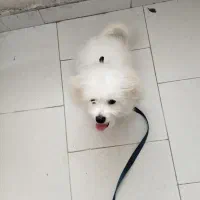 سگ شیتزو|سگ|گرگان, |دیوار