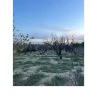 زمین۵۰۰۰ متری باغی احمد اباد مستوفی سعید آباد فوری