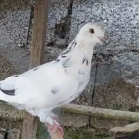 یک جفت کبوتر سرحال