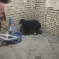 یک عدد بره نر