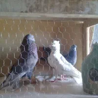 کفتر پرشی|پرنده|قم, قلعه صدری|دیوار