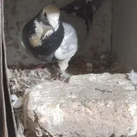 کفتر یاکبوتر