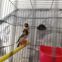 سهره ماده کار داده به ضمانت