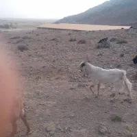 دبر پاکستانی اصل|حیوانات مزرعه|مرودشت, نقش رستم|دیوار