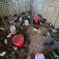 فروش بلدرچین زنده|حیوانات مزرعه|بهبهان, |دیوار