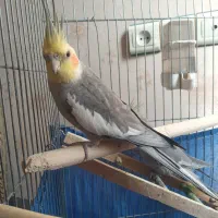 عروس هلندی نر وماده|پرنده|پاکدشت, حصار امیر|دیوار